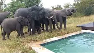Elephants at Earth Lodge Amber Villa
