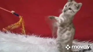 Бенгальские котята возраст 3 месяца