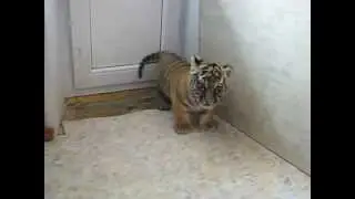 Тигренок рычит