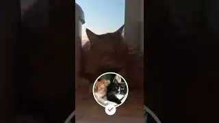 Самые длинношерстные породы кошек 🐈😀 