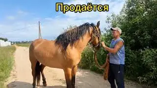 Продажа Белорусский Упряжной Спирит🐎🔥