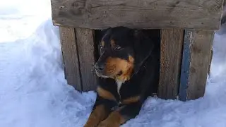 День защитника Отечества! Поздравление с Бобом!