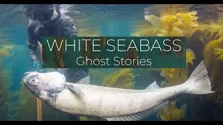 Sharing the Stoke with Julie Riffe - White Seabass Ghost Stories