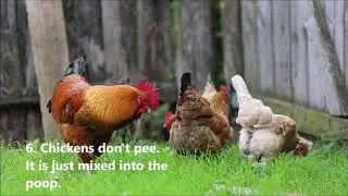 10 Facts You Didn’t Know About Chickens!