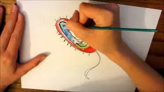 a bacteria cell drawing