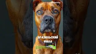 #Shorts ☠ Топ10 Запрещенных Пород Собак ☠ Почему Эти Собаки ОПАСНЫ ☠