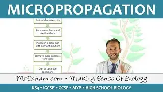 Cloning Plants - Micropropagation (tissue culture) - GCSE Biology (9-1)