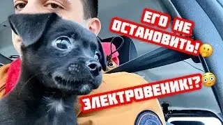 Милый щенок наводит 