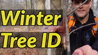 HOW TO IDENTIFY TREES IN WINTER // Tree identification using their bark