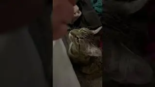 Mew?