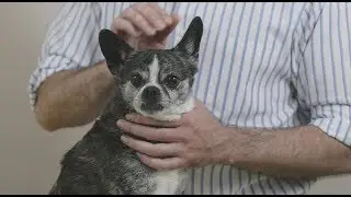 A Curious Incident of Dog Foot Lesions