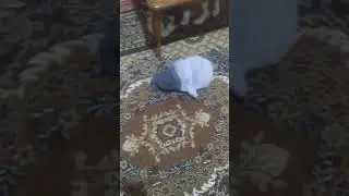 Хаски играет футбол (Laki)