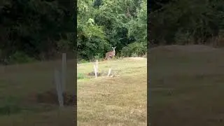 Appalachian Ocean Deer Staring Contest