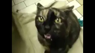 Кот вызывает сатану