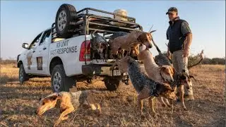 Dogs Trained To Protect Wildlife Save 45 Rhinos From Poachers