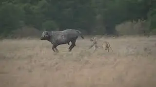 محاوله اصطياد فاشلة من زمرة توبي..failed attack from topi pride
