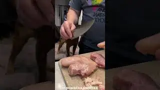Кот попрошайка