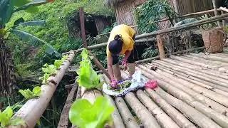 How to grow lettuce on original bamboo stems from leaf ash