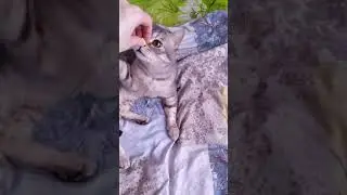 Кот Хутор выполняет команду служить