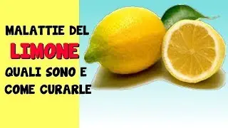 LEMON DISEASES: WHAT THEY ARE AND HOW TO TREAT THEM