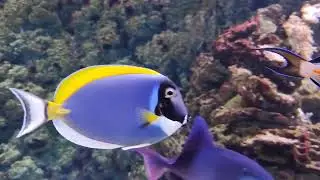 Fish Rotation