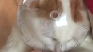 Спасение кошки)