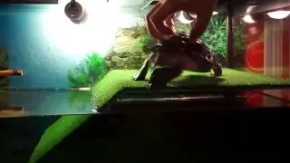 Чешем красноухую черепаху!!! Танцует под музыку)