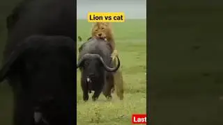 lion vs cat #animals #shikari #lion #cat #hunting #animals #shorts #viralvideo