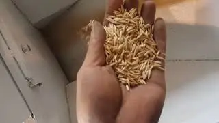 Barley cleaning plant in Australia