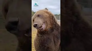 Brown Bear 🐻 | #bear #wildlife #indianwildlife #animal #wild #forest #nature #ytshorts