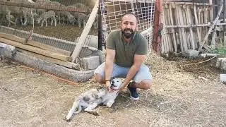 Çoban köpeği nasıl yetiştirilir 