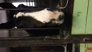 Держи сахарок :)