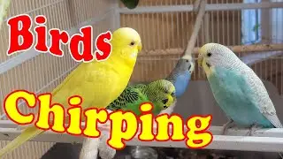 Happy Cute Parakeet Budgie Birds 10 Hr , Listen to Nature Bird Songs, Meditation to Reduce Stress
