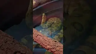 These snakes will kill me one day. 