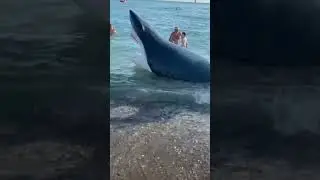 Анапа. В Анапе была замечена акула.Многие родители фотают своих детей  в пасти акулы- 