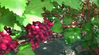 Сорти винограду "Черная магия" "Тип Изюминки" "Рубиновый дождь"  - сезон 2022