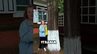Почему в советское время сажали тополя?