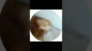 How does She do it? 🤔 Kneads Pussy #Umbrella #Academy #POV #ASMR #Shorts #тренды #Scooter #mood #how