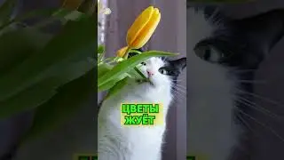 О котах. #shorts  #cat #funny #юмор