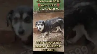 Собаки так ждут Спасительного Вывоза, так просят Помочь им.... ПОМОГИТЕ СПАСТИ Собак,  Срочный Сбор