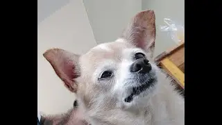 last vid yup