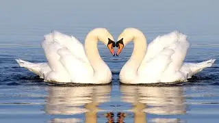Красивая музыка