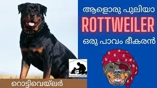 Rottweiler dog malayalam | rottweiler kerala | Rottweiler Dog Review | Rott