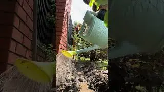 САЖАЮ КУКУРУЗУ #огород #garden #дача #кукуруза