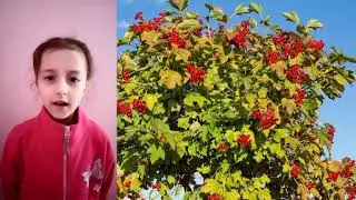 "Ой, у лузі" Віра .