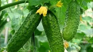 Подкормки для хорошего урожая огурцов