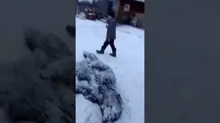 Медведь. Шатун.