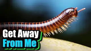 Why Are We Afraid of Bugs?