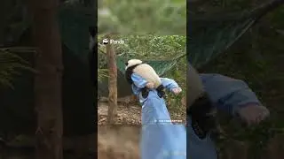 When Clingy Panda Only Wants Its Nanny To Play Instead Of Working | iPanda 