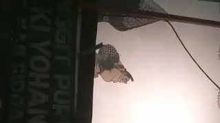 Ki Yohan Susilo#2 Bagong Dadi Ratu